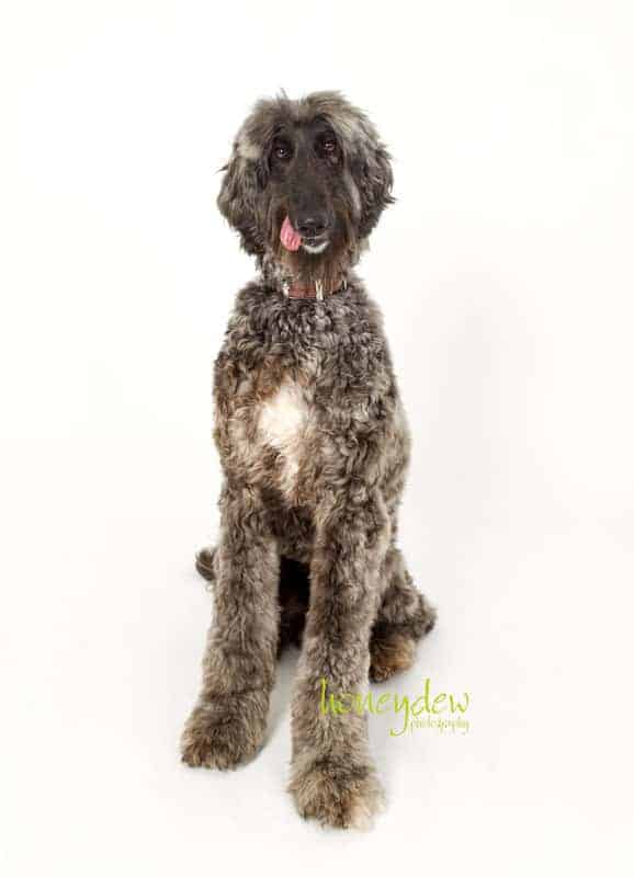 Afghan hound loves pet photography