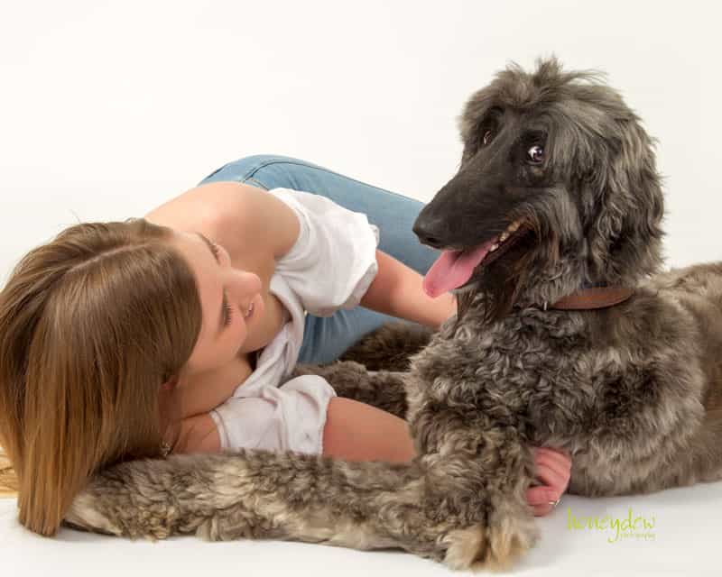 playful afghan hound dog photography shoot with funny dog expression
