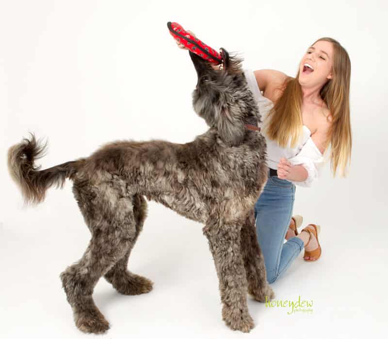 afghan hound plays with toy during a fun pet photo shoot