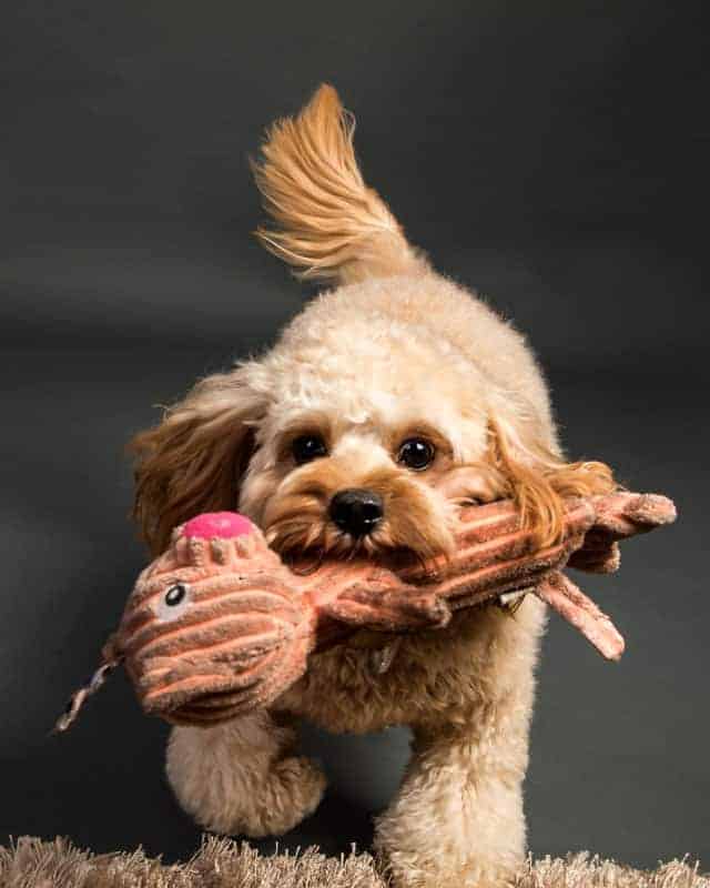 dog running with toy